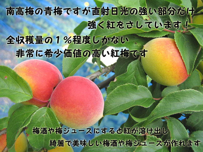 和歌山県紀州南高梅の紅梅を梅農家が直送