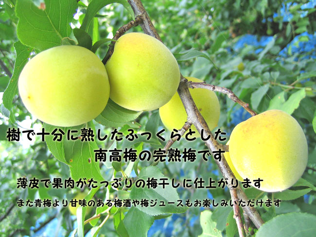 和歌山県紀州南高梅の朝採れた完熟梅を梅農家が当日中に直送します！